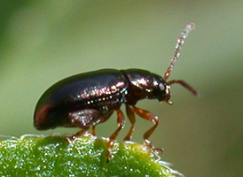 Apple Flea Beetle
